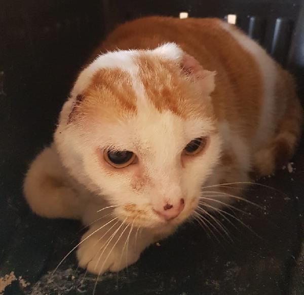 Angelina, adozione del cuore! Foto 5